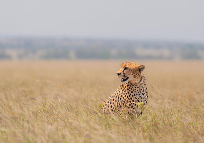 When you choose to combine a Tanzania safari with a Zanzibar beach holiday, your itinerary