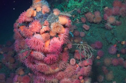 Lots of pink and orange sea anemones on a rock