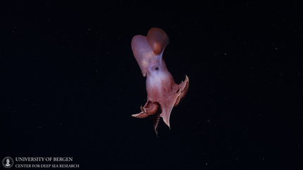 pinkish dumbo octopus floating in dark water