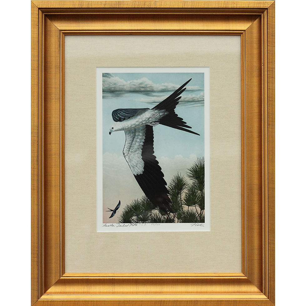 Thumbnail: "Swallow Tailed Kite" C.E.