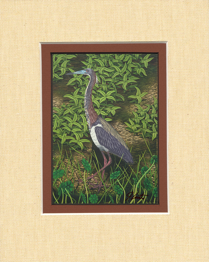 "Tri-Colored Heron"