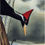Thumbnail: "Ivory Billed Woodpeckers"