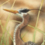 Thumbnail: "Brief Spectacle"