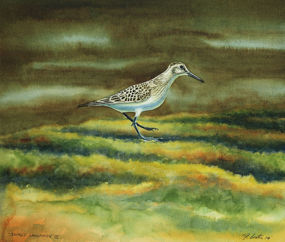 Baird's Sandpiper