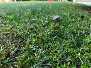 Muschio nel prato: cause, danni e come eliminarlo