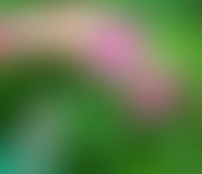 Calendario delle potature - Guida pratica