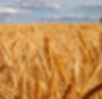 Pre Harvest Golden Wheat Hellfire.jpg