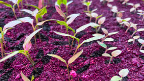 Zwischen Februar und März ...