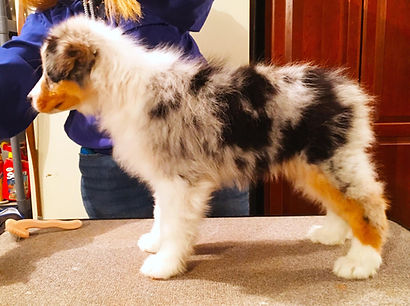 Champion Australian Shepherds producing companion and show puppies in Colorado