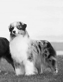 Champion Australian Shepherd breeder producing companion and show puppies in Colorado