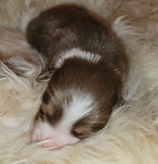 Champion Australian Shepherds producing companion and show puppies