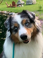 Genetic tested Australian Shepherd Breeder of puppies in Colorado