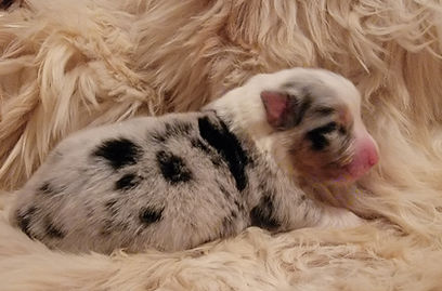 Champion Australian Shepherds producing companion and show puppies in Colorado