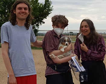 Genetic tested Australian Shepherd Breeder of puppies in Colorado