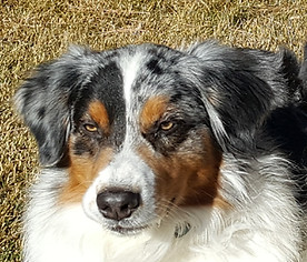 Genetic tested Australian Shepherd Breeder of puppies in Colorado