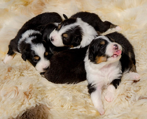 Photo bomb (2).jpeg Aussie Breeder Colorado