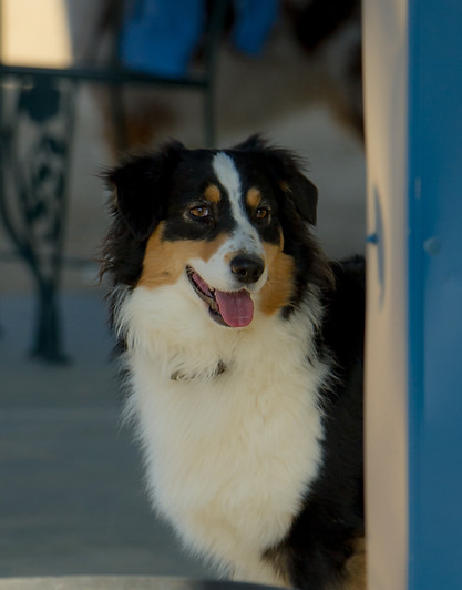 Genetic tested Australian Shepherd Breeder of puppies in Colorado