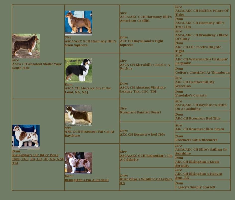 Genetic tested Australian Shepherd Breeder of puppies in Colorado