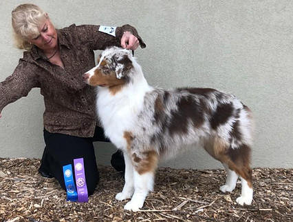 Genetic tested Australian Shepherd Breeder of puppies in Colorado