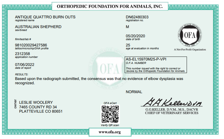 Genetic tested Australian Shepherd Breeder of puppies in Colorado