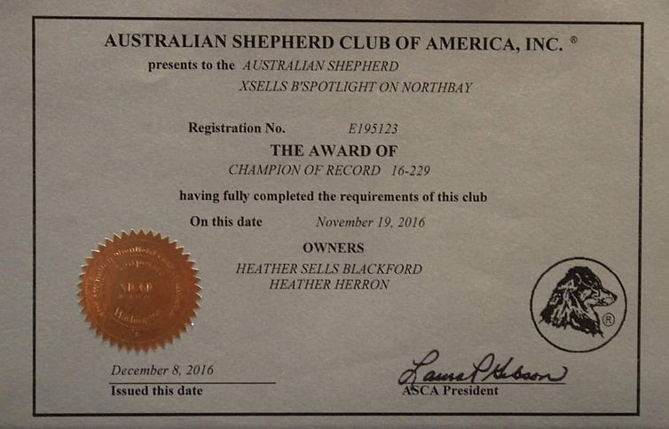 Genetic tested Australian Shepherd Breeder of puppies in Colorado
