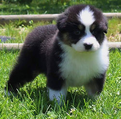 Champion Australian Shepherd breeder producing companion and show puppies in Colorado
