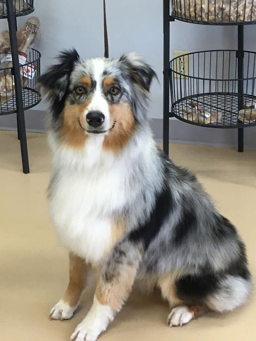 Genetic tested Australian Shepherd Breeder of puppies in Colorado