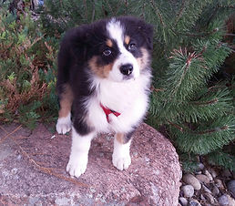 Champion Australian Shepherd breeder producing companion and show puppies in Colorado