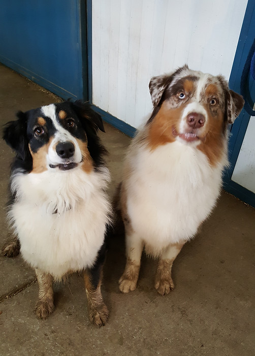 Genetic tested Australian Shepherd Breeder of puppies in Colorado
