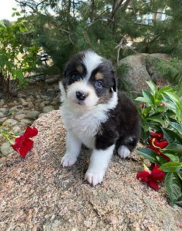 Genetic tested Australian Shepherd Breeder of puppies in Colorado