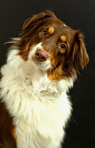 Juniper 2 yrs old (2).jpg