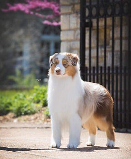 GRCH X'Sells B'Spotlight On Northbay | Antique Aussies