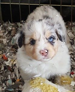 Genetic tested Australian Shepherd Breeder of puppies in Colorado