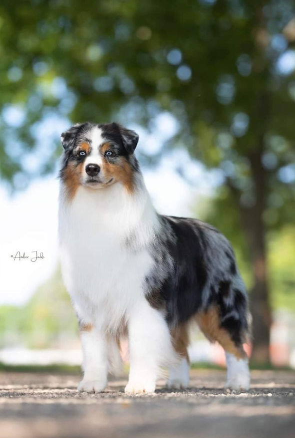 Genetic tested Australian Shepherd Breeder of puppies in Colorado