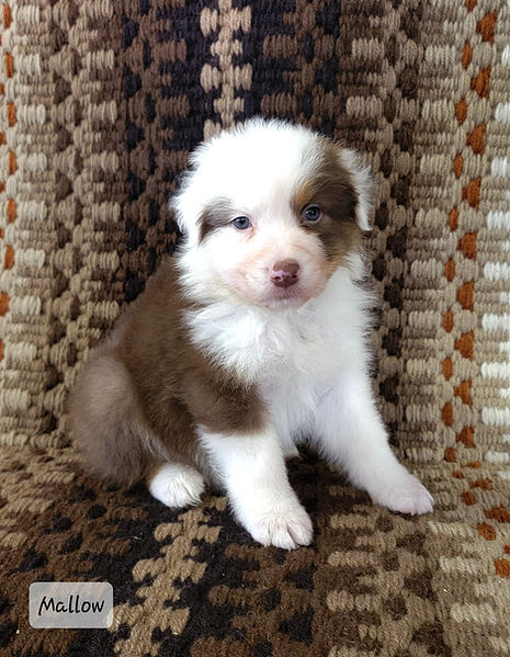 Genetic tested Australian Shepherd Breeder of puppies in Colorado