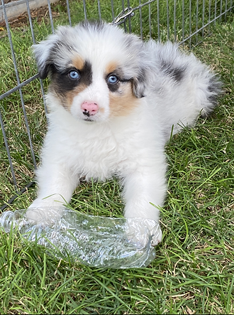 Champion Australian Shepherds producing companion and show puppies in Colorado