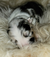 Champion Australian Shepherds producing companion and show puppies