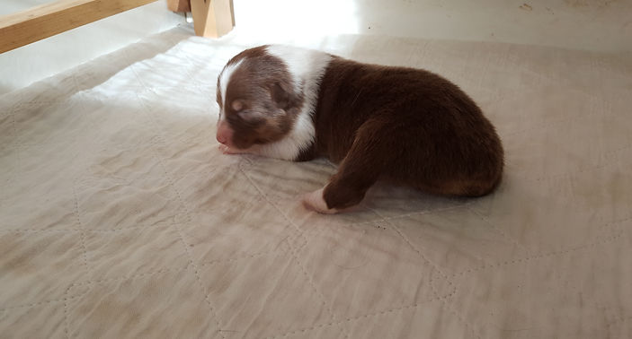 Genetic tested Australian Shepherd Breeder of puppies in Colorado