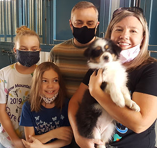 Genetic tested Australian Shepherd Breeder of puppies in Colorado