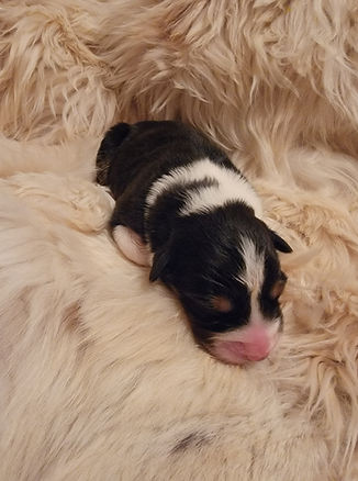 Champion Australian Shepherds producing companion and show puppies in Colorado