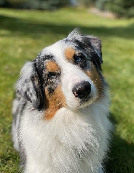 Genetic tested Australian Shepherd Breeder of puppies in Colorado
