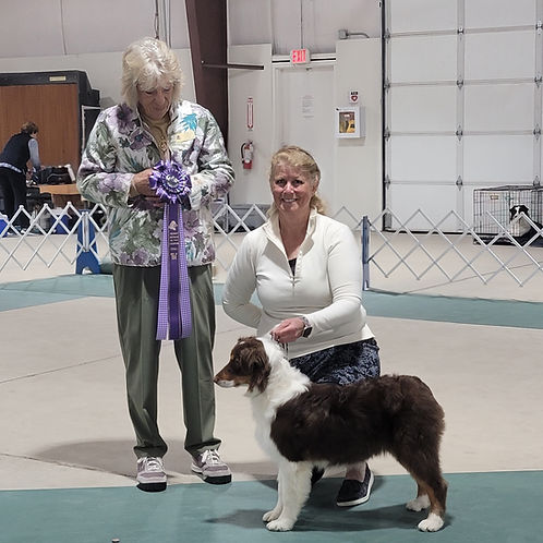 Genetic tested Australian Shepherd Breeder of puppies in Colorado
