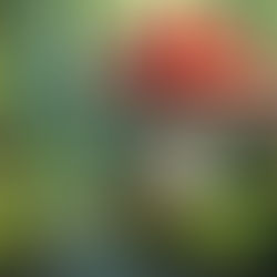 2.1.6. Manifeste Poly-épistémologique