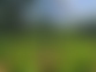DNPA localiza y asegura extensa plantación con más de 21 mil arbustos de supuesta hoja de coca en Colón