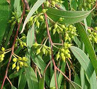 eucalyptus.jpg
