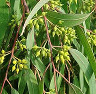 eucalyptus.jpg