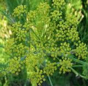 fennel.jpg
