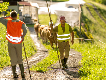 Mit den Kühen ins Vorsass