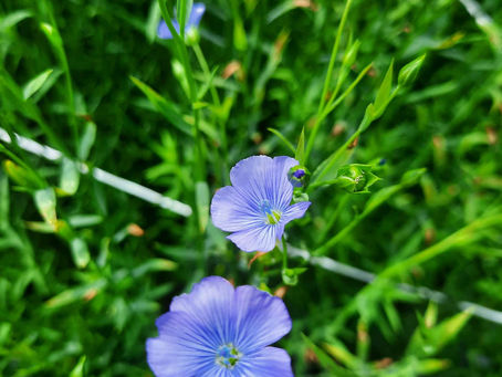 Blaues Blütenmeer