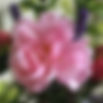 IMG_8612.jpeg